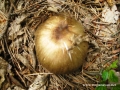 stepanavan-mushrooms