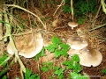 stepanavan-mushrooms1